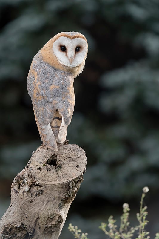 在我眼中，谷仓猫头鹰的精彩肖像(Tyto alba)