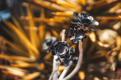 异想天开的Aeonium“黑玫瑰”花