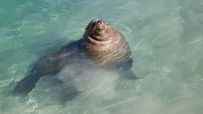 海狗角