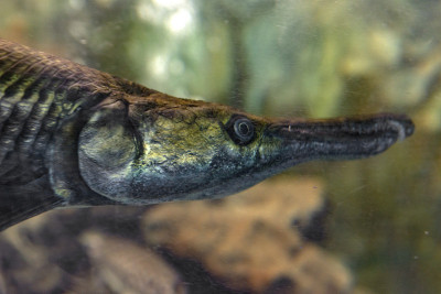 水族馆中的斑Gar鱼又名leisosteus Oculatus。