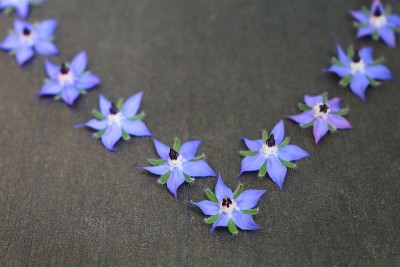 琉璃苣的花