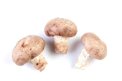 白色的菌群