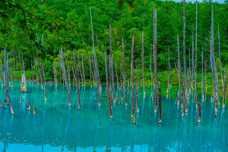 铂蓝池(北海道碧草)