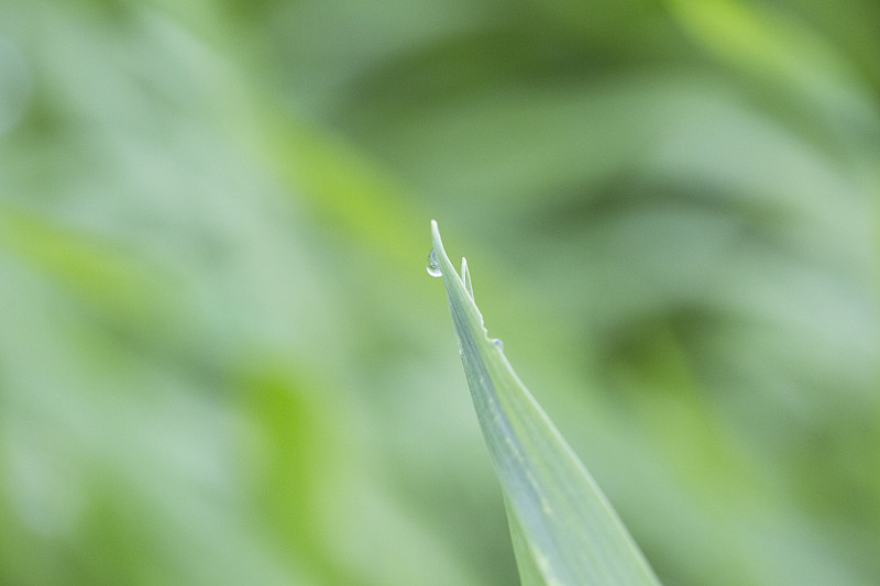 清晨新鲜的大麦嫩叶