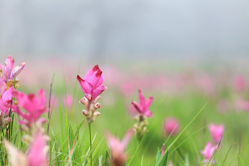 野花草地的粉红色和紫色暹罗郁金香，姜黄无梗，在森林草原的浓雾内塞通国家公园