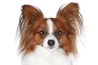 蝶耳犬特写人像(棕色)