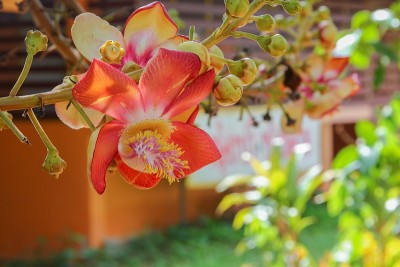 炮球花美丽的(古皮塔guianensis Aubl) Sal树