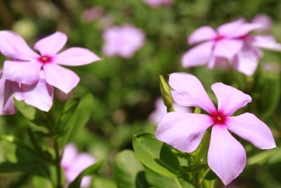 马达加斯加玫瑰色长春花(长春花)花园里的花。其他的名字有长春花，老处女，玫瑰文昌花，奇斯西里卡