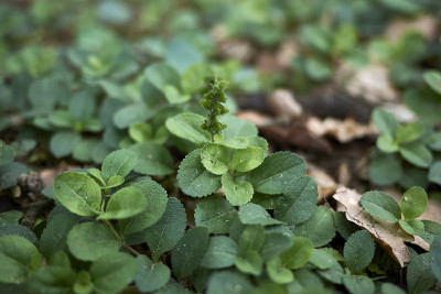 Veronica officinalis