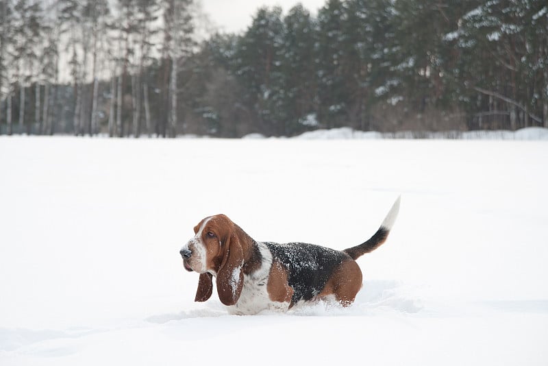 有趣的小短腿猎犬在深深的雪地里奔跑和玩耍