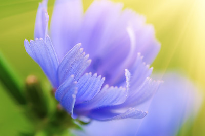 自然界的菊苣花