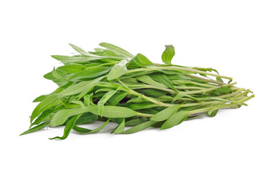 白底龙蒿属草本植物