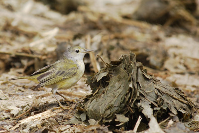 加拉帕戈斯群岛圣克鲁斯红树林莺(Setophaga petechia aureola)未成熟