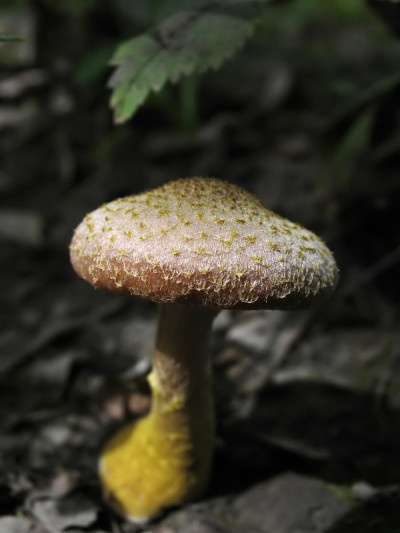 嫩叶下的蜂蜜木耳