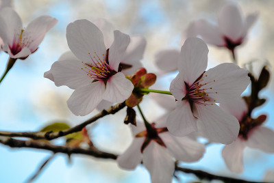 子房serrulata