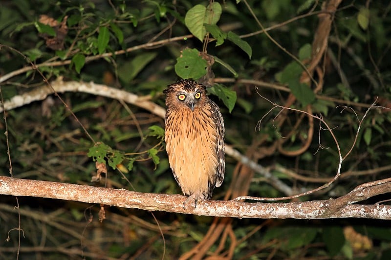 夜间buffy fish owl (Ketupa ketupu) -婆罗洲马来西亚亚洲