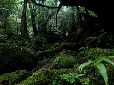 屋久