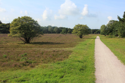 石楠花景观，荷兰的Franse Kampheide