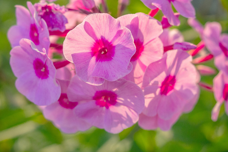 紫色的多年生夹竹桃特写花园背景