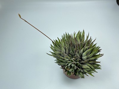 斑马仙人掌