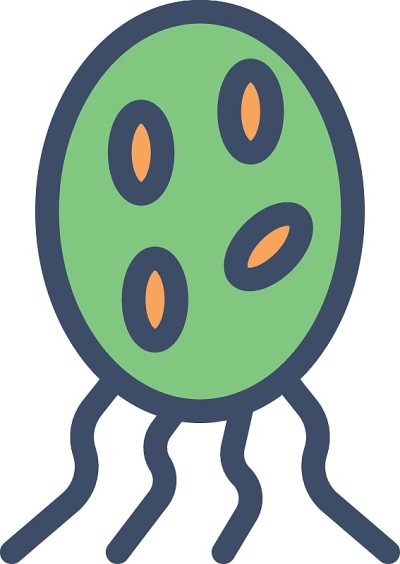 细菌