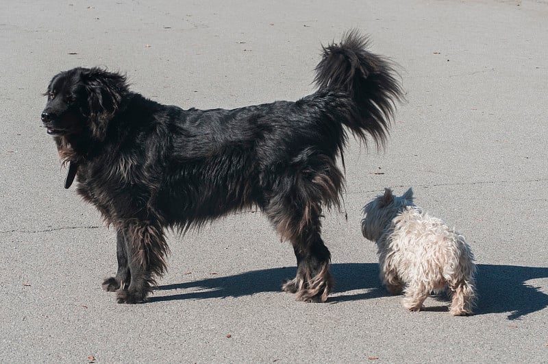 纽芬兰犬和苏格兰梗犬