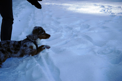 狗狗小狗冬天的雪
