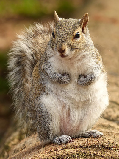 东部灰松鼠(Sciurus carolinensis)
