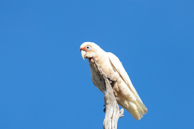 长嘴Corella - Cacatua tenuirostris