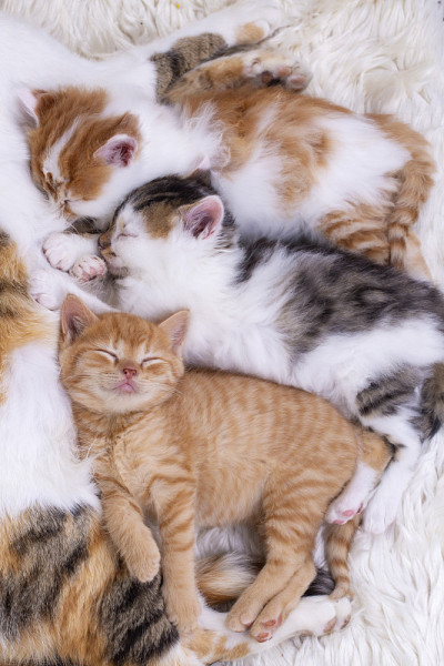 宠物动物;可爱的小猫，小猫宝宝和小猫妈妈