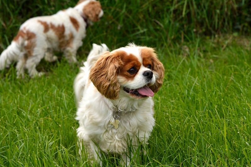 草丛里的两只查尔斯·金猎犬