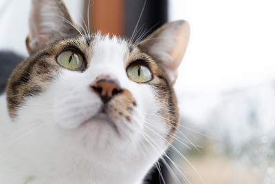猫