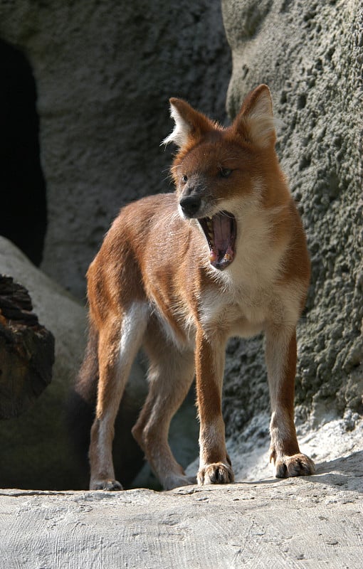 亚洲野狗