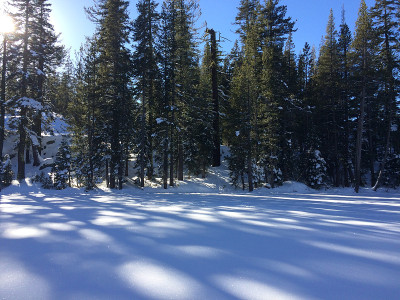 森林里积雪的阴影