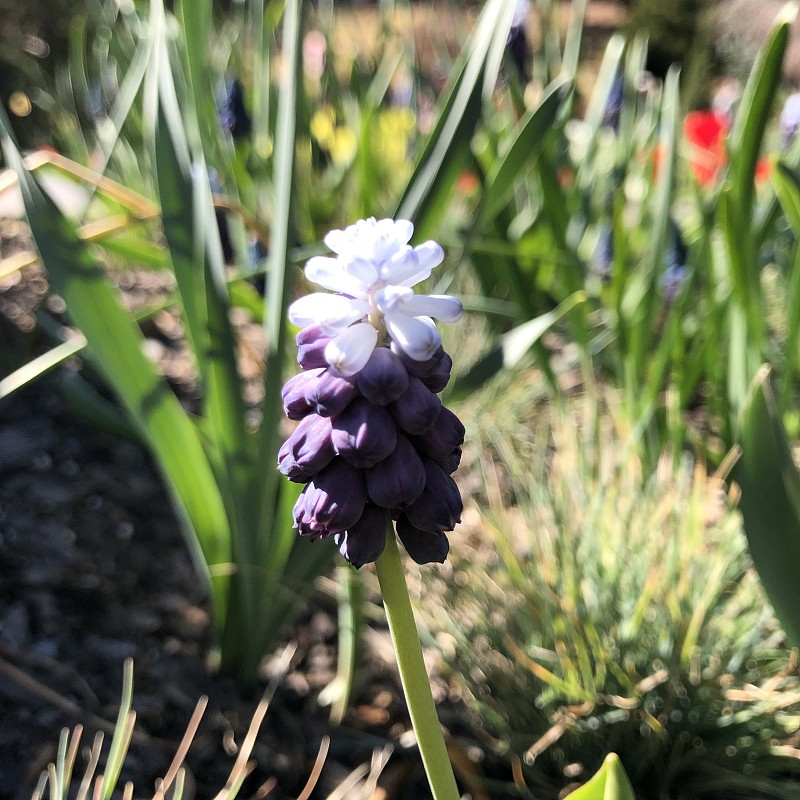 Muscari