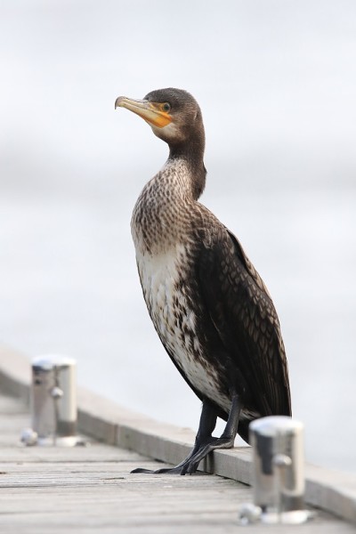 鸬鹚(Phalacrocorax carbo)坐在船登陆阶段德国