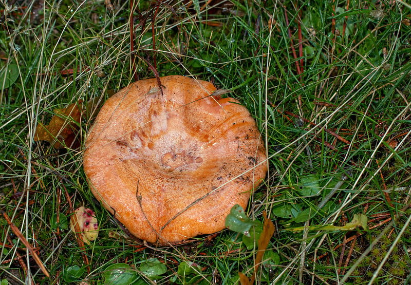 松乳菇(Lactarius deliciosus)通常被称为藏红花乳菇和红松菇，是一种非常受欢迎的食