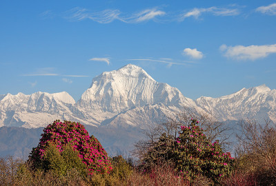 道拉吉里峰杜鹃花
