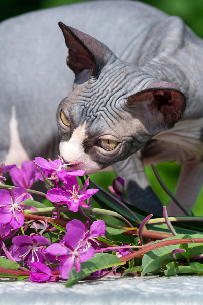 加拿大Sphynx品种的好奇的蓝白相间的母猫，黄色的眼睛嗅粉红色的花