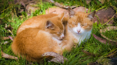 睡觉的猫