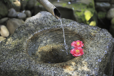 Tsukubai和山茶花
