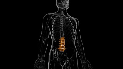 人体骨骼脊柱腰椎解剖3D