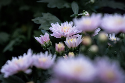 公园里有各种各样的菊花