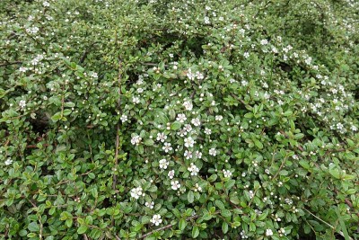 5月的水平叶上开着许多白色的花