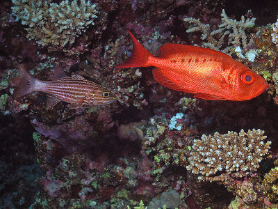 埃及红海中的月亮大眼(Priacanthus hamrur)