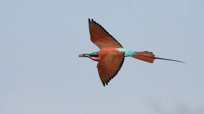 Scharlachspin; Merops nubicus;胭脂蜂食者