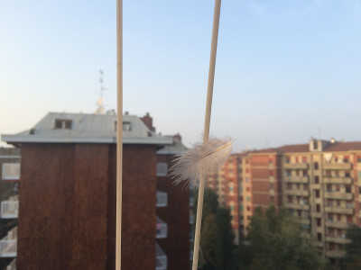 羽毛在天空