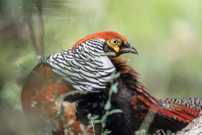 金鸡(chryssolophus pictus)
