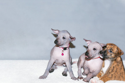 Xoloitzcuintli的小狗或墨西哥裸狗，特写。