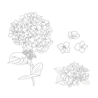 绣球花的枝条。一套孤立的花对象在白色的背景。